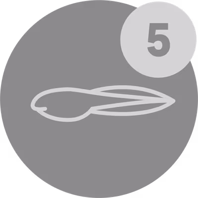 Tadpole